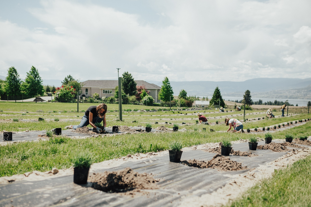 <span>As seen on GlobalNews.ca</span> Sustainable farming a way of life for eco-conscious lavender farm in Kelowna