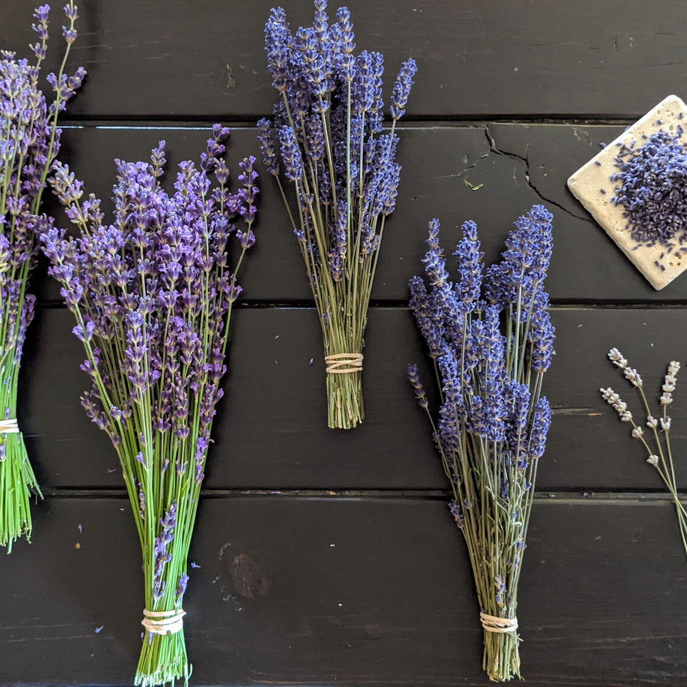 All About Lavender // identifying different varieties, harvesting bundles and removing the buds