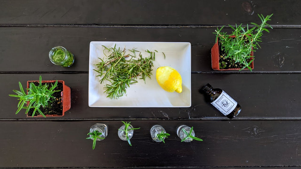 All About Rosemary // propagating, infusing & diffusing