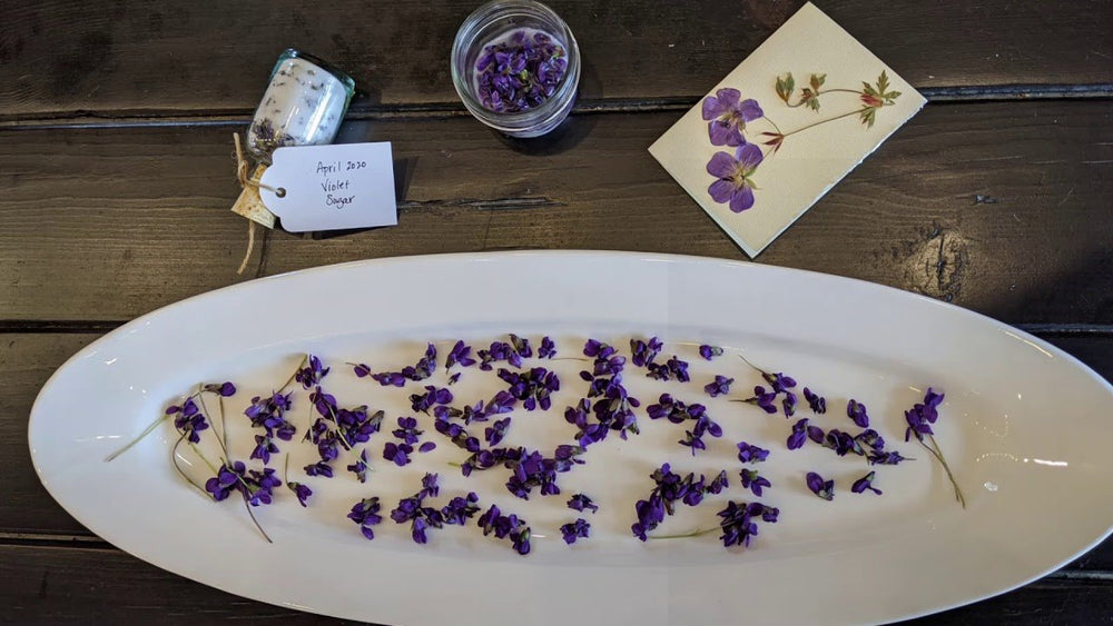 All About Violets // harvesting, infusing & pressing to dry